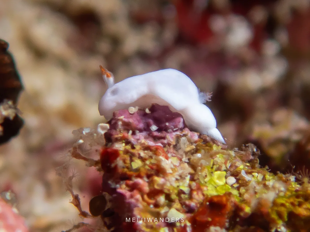 Verconia simplex - Ligaya, Mabini, 4202 Batangas, Philippines
