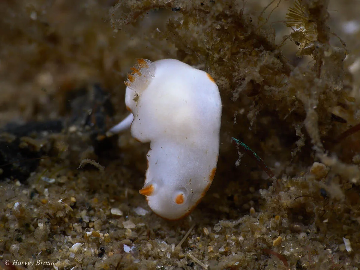 Verconia simplex - Main Beach-South Stradbroke, Queensland, Australia