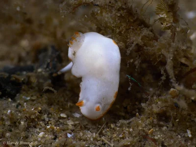 Verconia simplex - Main Beach-South Stradbroke, Queensland, Australia