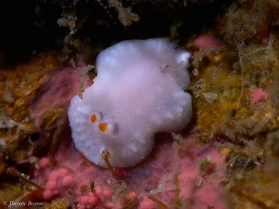 Verconia simplex - Main Beach-South Stradbroke, Queensland, Australia