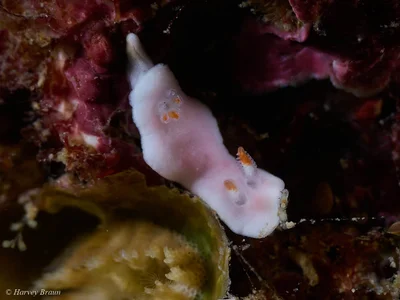Verconia simplex