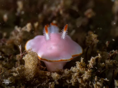 Verconia simplex - חוף גורדון, ישראל