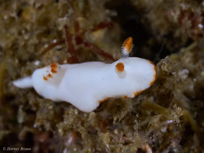 Verconia simplex - Burleigh Heads, Queensland, Australia