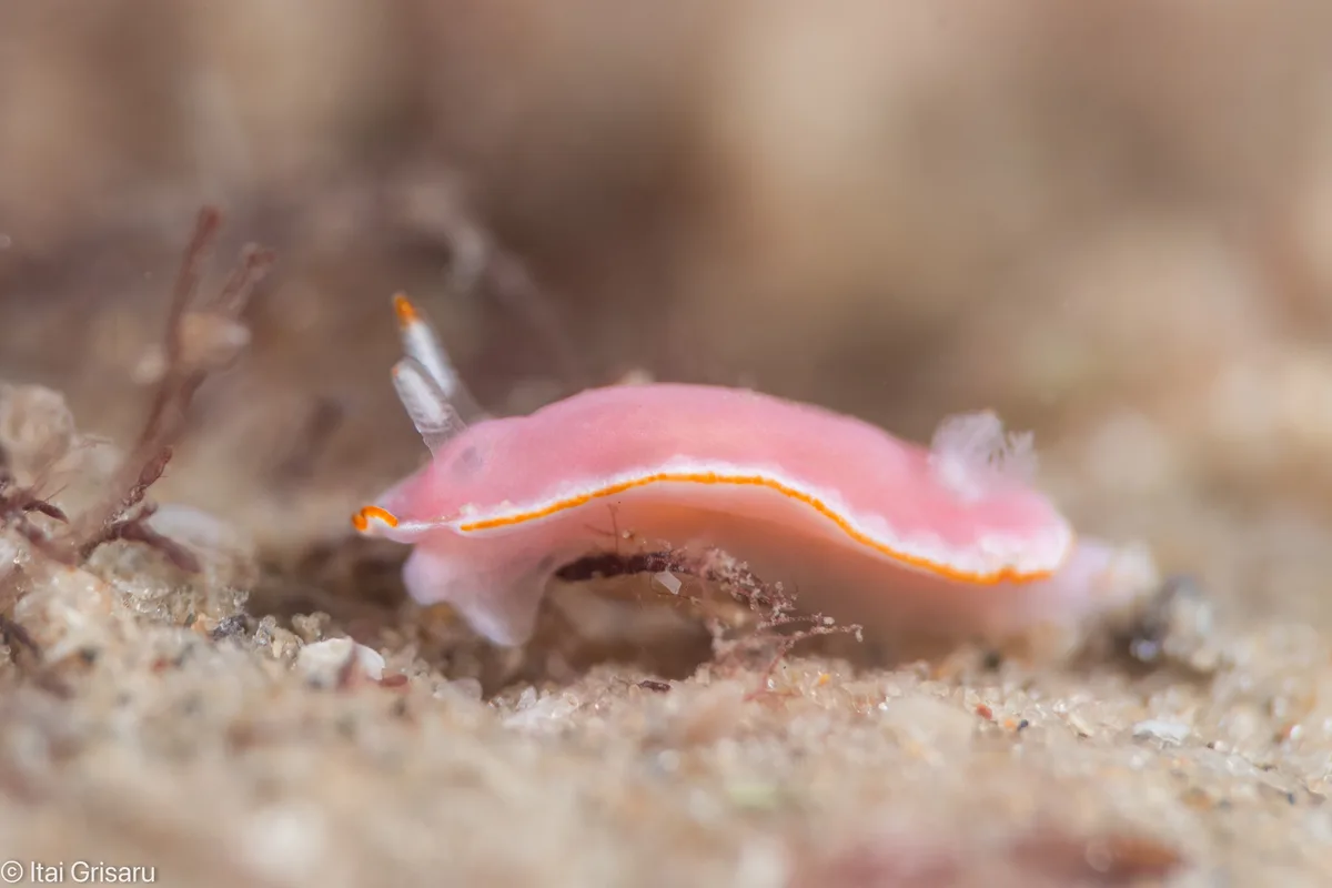 Verconia simplex - Mediterranean Sea, Tel Aviv-Yafo, Tel Aviv District, IL