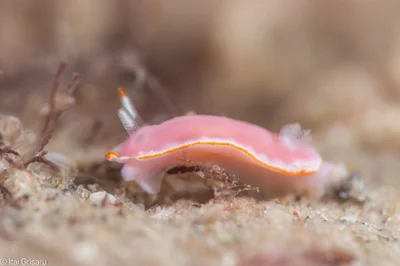 Verconia simplex - Mediterranean Sea, Tel Aviv-Yafo, Tel Aviv District, IL