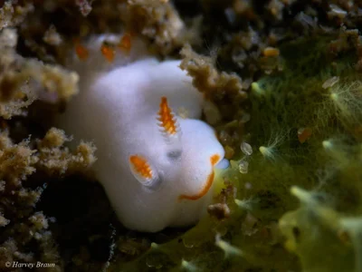 Verconia simplex - Gold Coast QLD, Australia