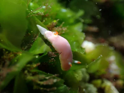 Verconia simplex - TW