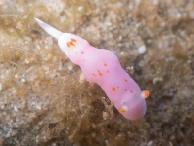 Verconia simplex - Angourie Rock Pool, NSW 2464, Australia