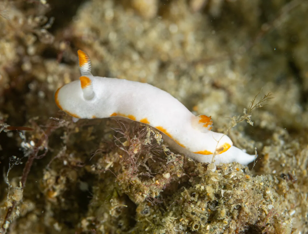 Verconia simplex - Gold Coast Seaway, Seaworld Dr, Main Beach QLD 4217, Australia