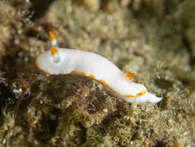 Verconia simplex - Gold Coast Seaway, Seaworld Dr, Main Beach QLD 4217, Australia