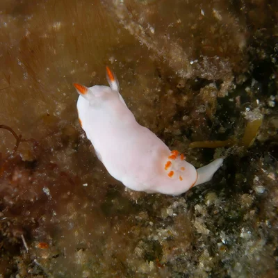 Verconia simplex - Elbow Cave, North Solitary Island, NSW