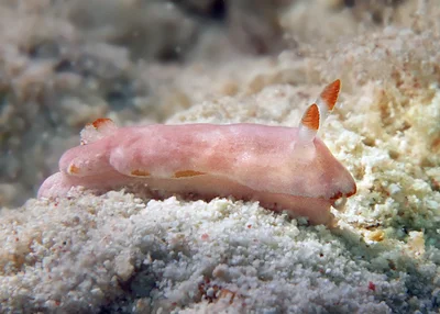 Verconia simplex - Tantabiddi, Exmouth, WA, Australia
