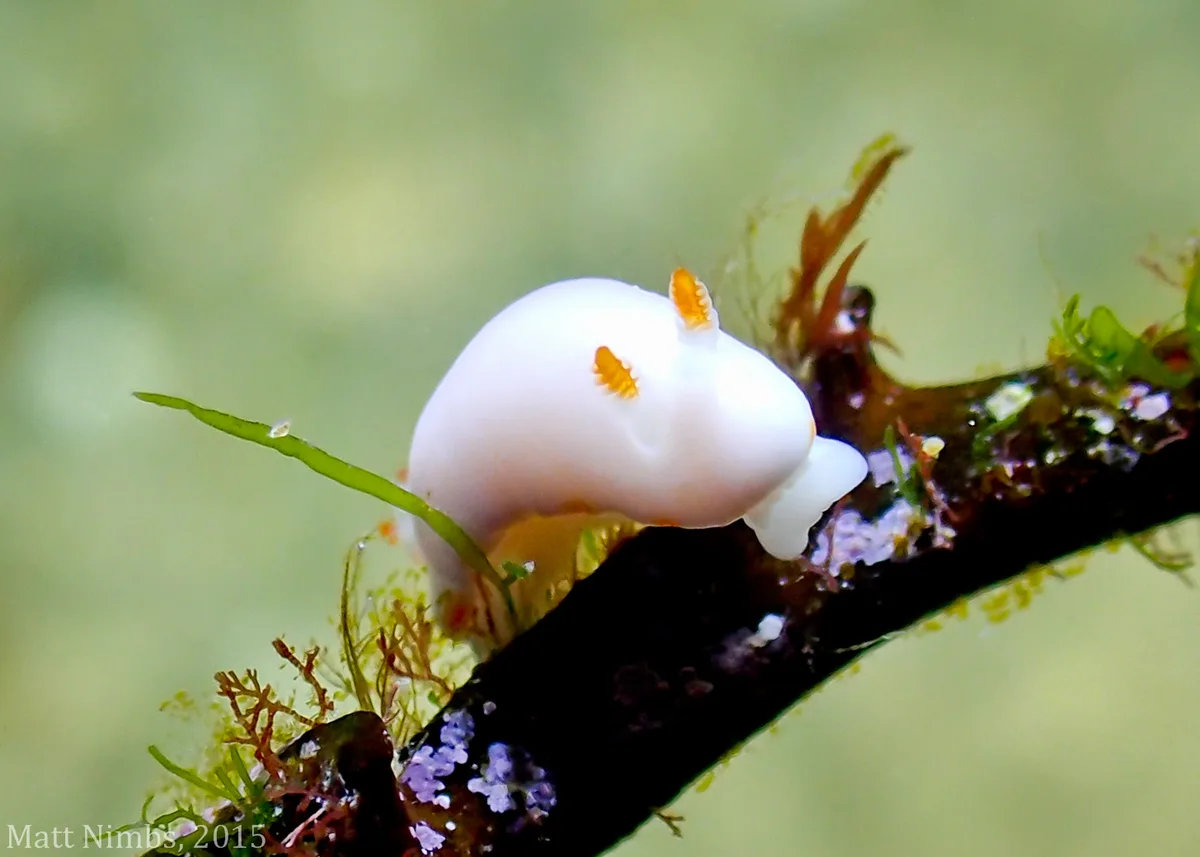 Verconia simplex - Woolgoolga
