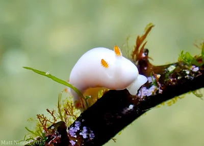 Verconia simplex - Woolgoolga