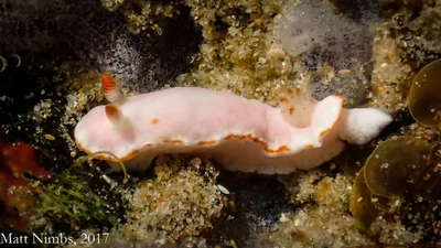 Verconia simplex - Coffs Harbour - Pt B, AU-NS, AU