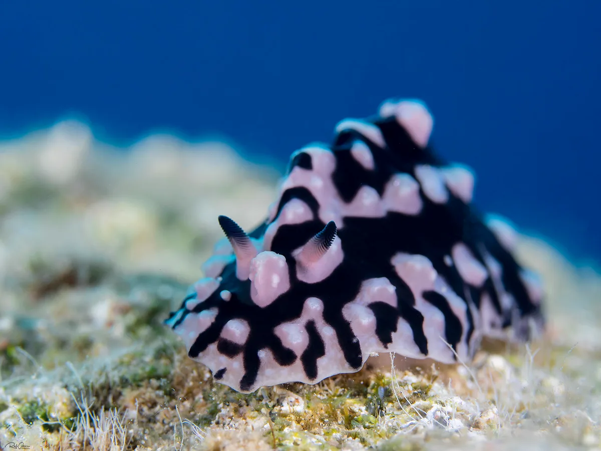 Phyllidiopsis sinaiensis