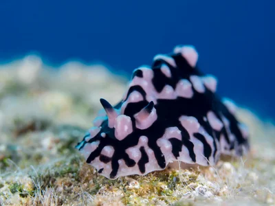 Phyllidiopsis sinaiensis