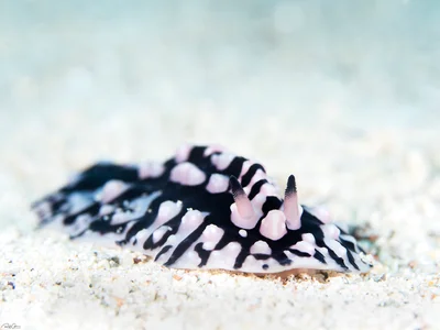 Phyllidiopsis sinaiensis