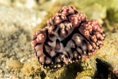 Phyllidiopsis fissurata