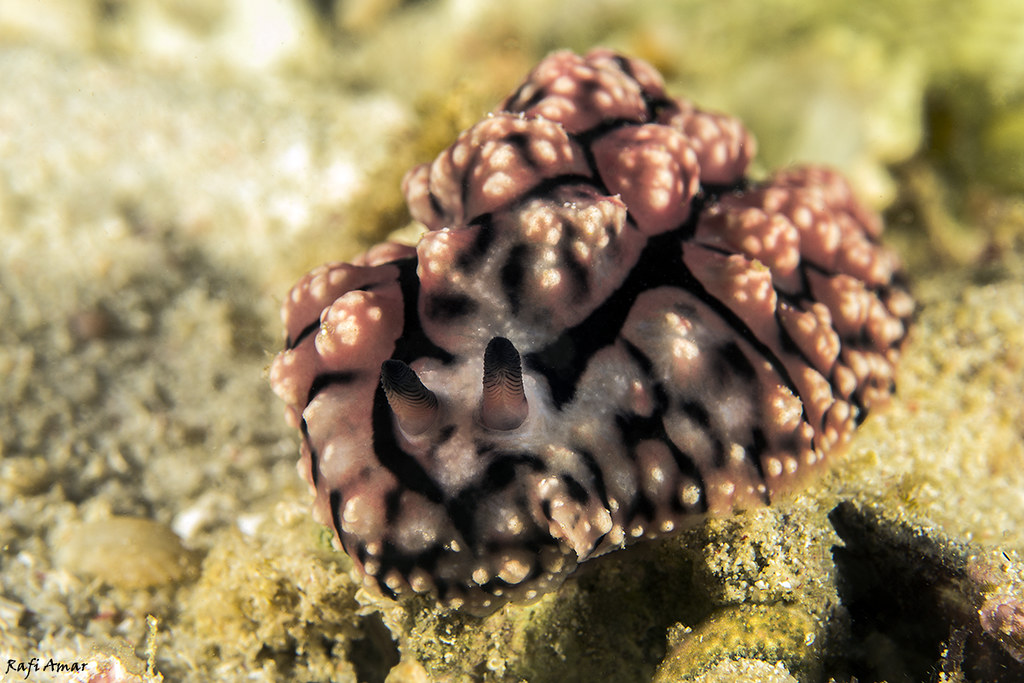 Phyllidiopsis fissurata