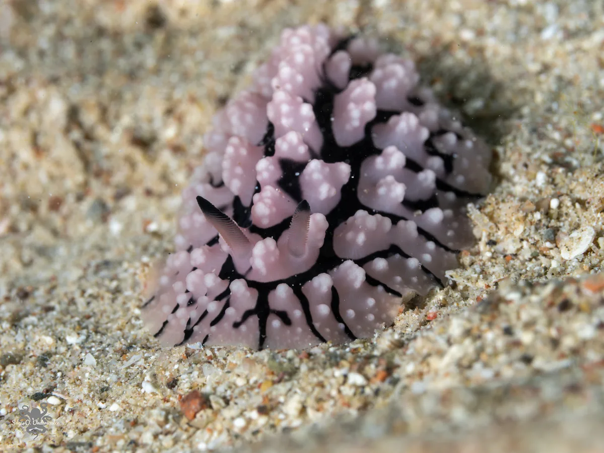 Phyllidiopsis sinaiensis - Beersheba, Israel