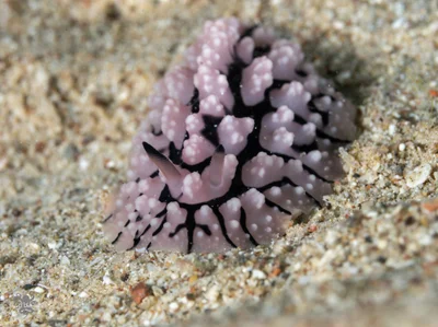 Phyllidiopsis sinaiensis - Beersheba, Israel