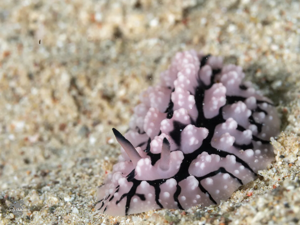 Phyllidiopsis sinaiensis - Beersheba, Israel