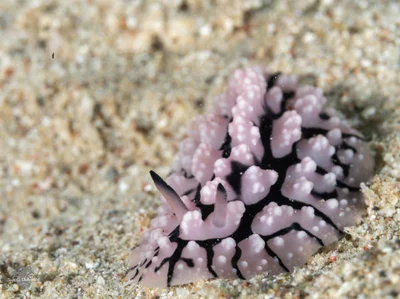 Phyllidiopsis sinaiensis - Beersheba, Israel