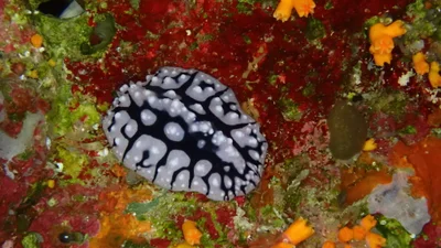 Phyllidiopsis sinaiensis - HGFP+3Q6, Blue Hole Rd, Saint Catherine, South Sinai Governorate 8773033, Egypte