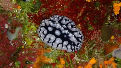 Phyllidiopsis sinaiensis - HGFP+3Q6, Blue Hole Rd, Saint Catherine, South Sinai Governorate 8773033, Egypte