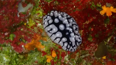 Phyllidiopsis sinaiensis - HGFP+3Q6, Blue Hole Rd, Saint Catherine, South Sinai Governorate 8773033, Egypte
