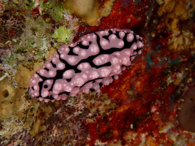 Phyllidiopsis sinaiensis - Saudi Arabia
