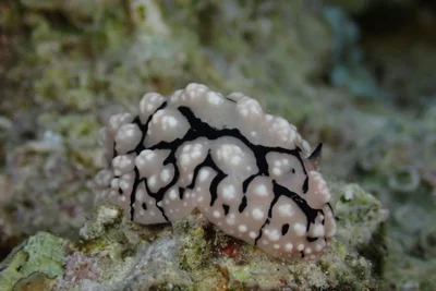 Phyllidiopsis sinaiensis - Seven Sisters, Aqaba, Jordan
