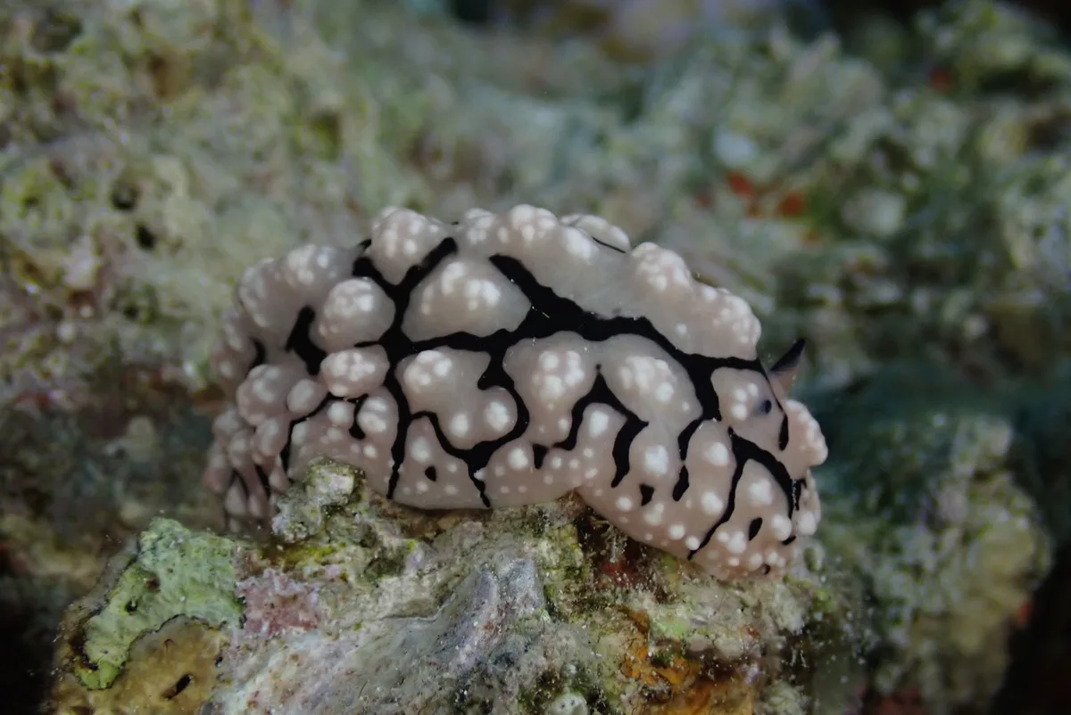 Phyllidiopsis sinaiensis - Seven Sisters, Aqaba, Jordan