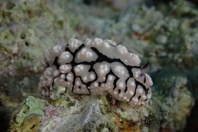Phyllidiopsis sinaiensis - Seven Sisters, Aqaba, Jordan