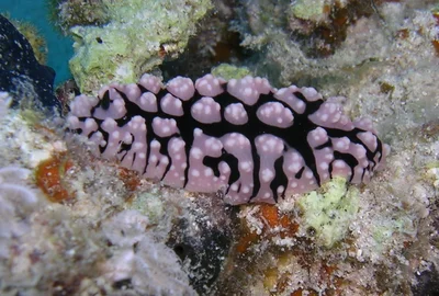 Phyllidiopsis sinaiensis - Wadi Lahami