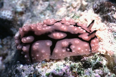 Phyllidiopsis sinaiensis - Al Hudaydah, Yemen