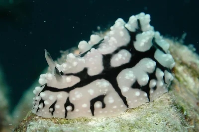 Phyllidiopsis sinaiensis - Aqaba Qasabah District, Jordan