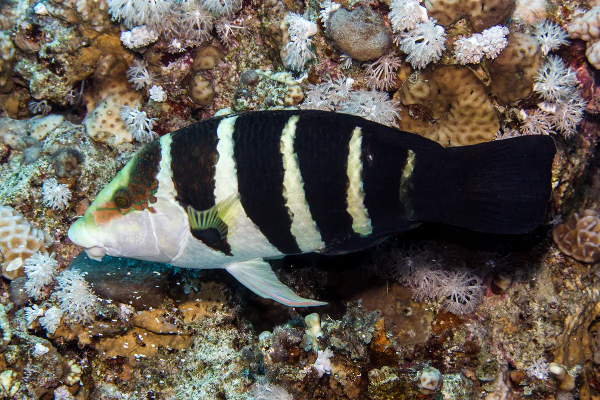 Red Sea Thicklip Wrasse (Hemigymnus sexfasciatus)