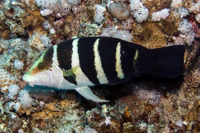 Red Sea Thicklip Wrasse (Hemigymnus sexfasciatus)