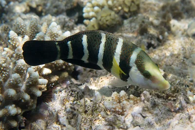 Hemigymnus sexfasciatus