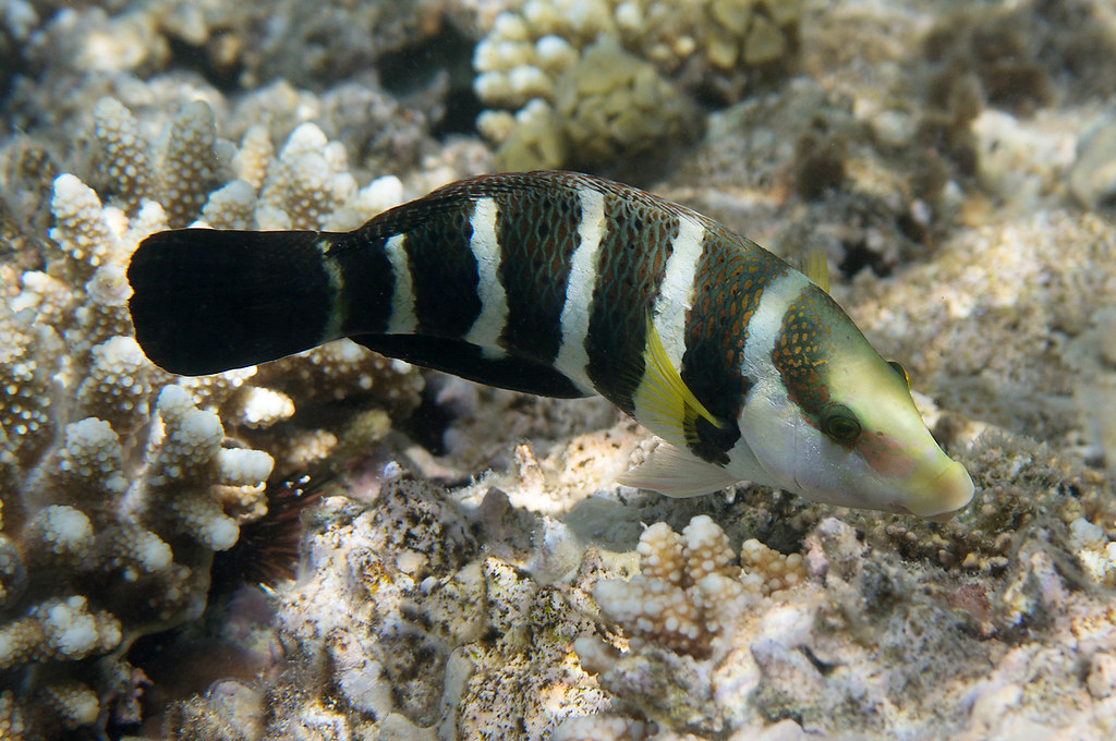 Hemigymnus sexfasciatus