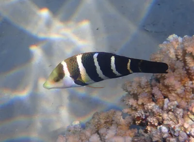 Hemigymnus sexfasciatus - Fort Arabesque, Hurghada, Red Sea Governorate, Egypt