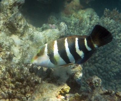 Hemigymnus sexfasciatus - Safaja, EG-BA, EG
