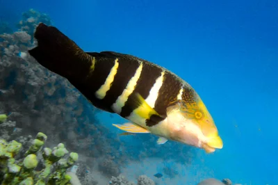Hemigymnus sexfasciatus - El Qoseir, Red Sea Governorate, Egypte