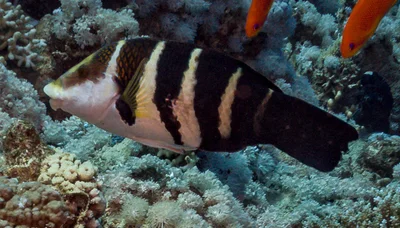 Hemigymnus sexfasciatus - Ras Bob, Egypt