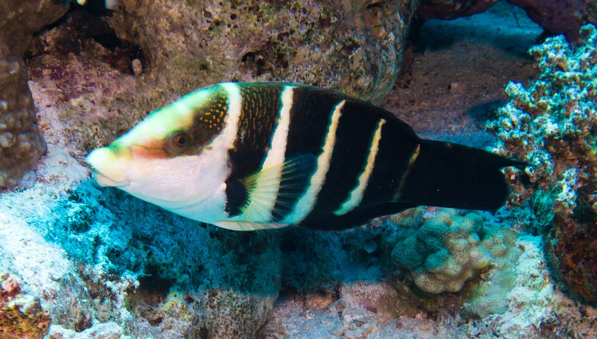 Hemigymnus sexfasciatus - Shaabaha, Ras Abu Galawa, Egypt