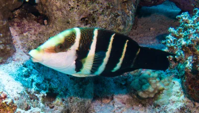 Hemigymnus sexfasciatus - Shaabaha, Ras Abu Galawa, Egypt