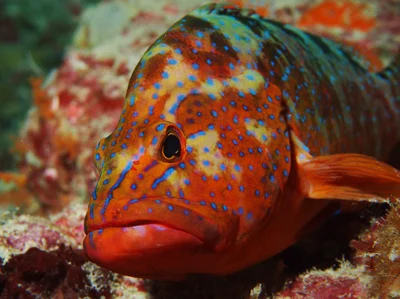 Freckled Rock-Cod (Cephalopholis sexmaculata)