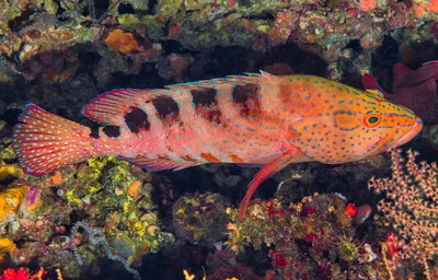 Saddle grouper - Cephalopholis sexmaculata